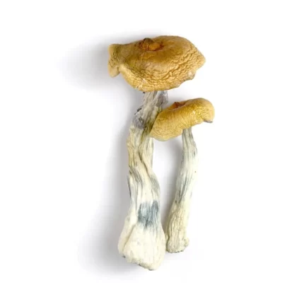 hawaiian magic mushroom