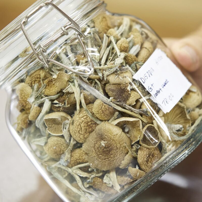 golden teacher mushrooms uk