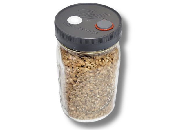 16-1-scaled-1 Quart Rye Grain Jar