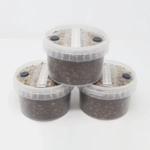 cylocybe-special-mycopots-600x600-1 Special MycoPots Grow Kit