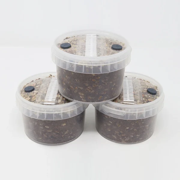 cylocybe-special-mycopots-600x600-1 Special MycoPots Grow Kit