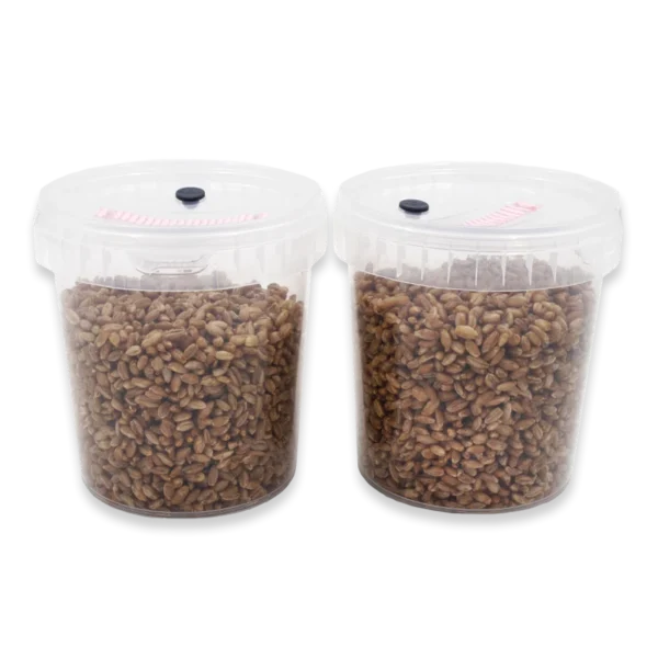 Rye Grain SpawnTub (870ml)